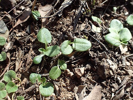 Rosette leaves of P. obtusa Pterostylis obtusa rosette leaves.jpg