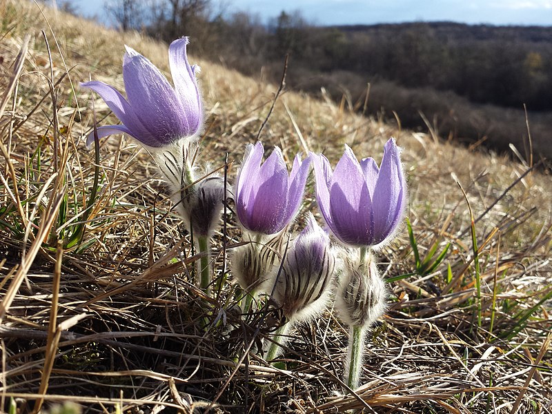 File:Pulsatilla grandis sl37.jpg