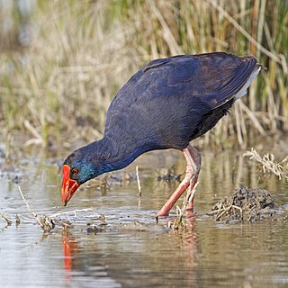 Western swamphen Species of waterbird