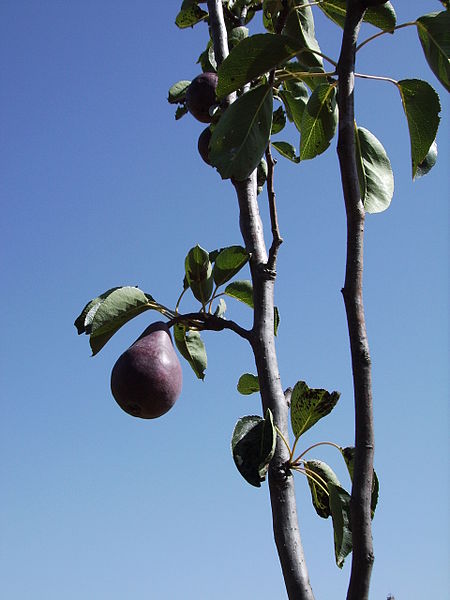 File:Pyrus communis cvar. Max red Barlett 21 juliol 06 001.jpg