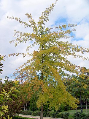 Quercus Palustris: Distribución, Descripción, Usos