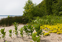 Pláž Quarry Island Beach.jpg