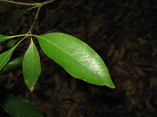 Quercus acuta2