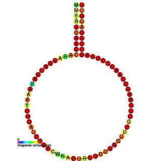 <span class="mw-page-title-main">Small nucleolar RNA SNORD69</span>