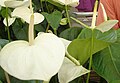 Anthurium