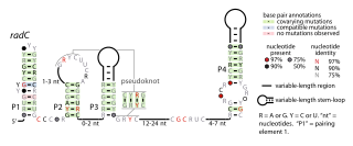 <span class="mw-page-title-main">RadC RNA motif</span>