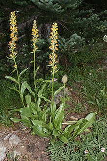 Rainiera stricta 8474.JPG