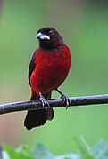 Ramphocelus dimidiatus Toche pico de plata Crimsom-backed Tanager (8684825344).jpg