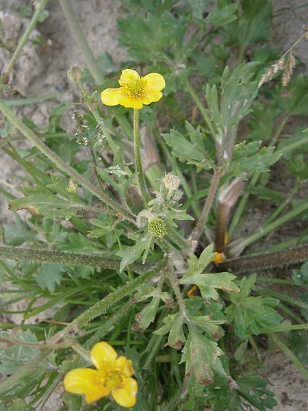 File:Ranunculus sardous 002.JPG