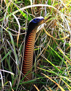 Description de l'image Red-bellied Black Snake.jpg.