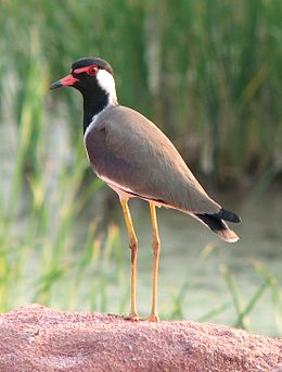 Red-wattled Lapwing cropped.jpg