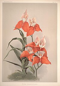 plate 15 Disa grandiflora Disa uniflora