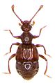 Reichenbachia juncorum (Leach, 1817) Pselaphidae