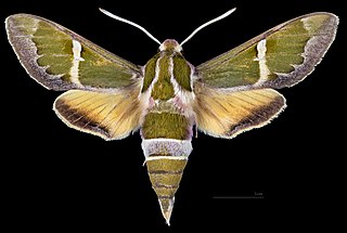 <i>Rethera komarovi</i> Species of moth