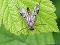 Rhagio scolopaceus (Linnaeus, 1758)