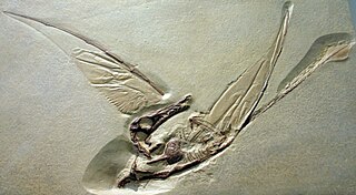 Rhamphorhynchidae Family of breviquartossan pterosaurs from the Jurassic period