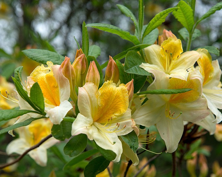 File:Rhododendron 'Toucan' (Knap Hill hybrid azalea) (27458708961).jpg