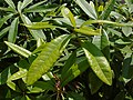 Rhododendron sp. Rododendro