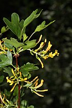 Ribes aureum