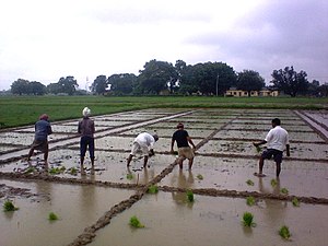 Banaras Hindu University