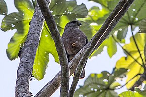 Hispaniola buteo