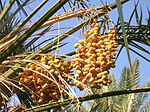 椰棗 Date palm