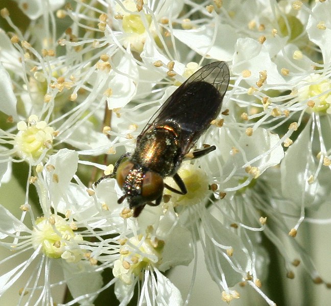 File:Riponnensia splendens (female) - Flickr - S. Rae.jpg