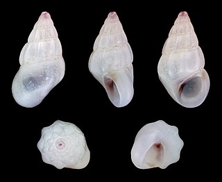 <i>Rissoa ventricosa</i> Species of gastropod