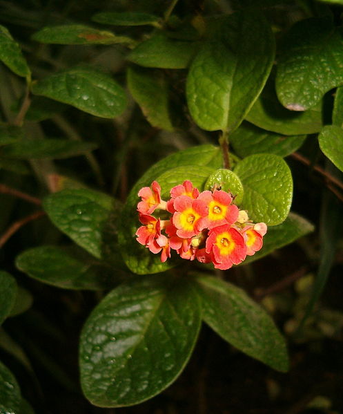 File:Rondeletia odorata BotGardBln1105Inflorescence.jpg