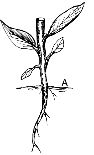 File:Roots - Taproot (PSF).png