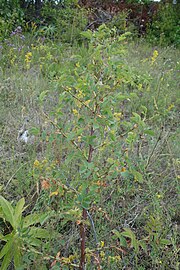 Rosa canina