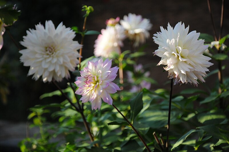 File:Roscheiderhof-garten-2008-4.jpg