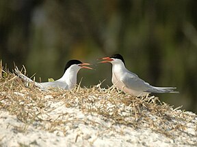 Ein Rosenseeschwalbenpaar zueinander gewandt in Unterhaltung