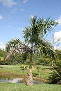 Roystonea regia var. maisiana no Fairchild Tropical Botanic Garden de Miami.