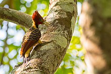 Male in Acre, Brazil Rufous-headed woodpecker-Celeus spectabilis.jpg