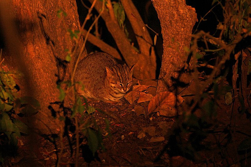 File:Rusty spotted cat.jpg