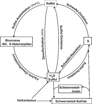 Schwefelkreislauf