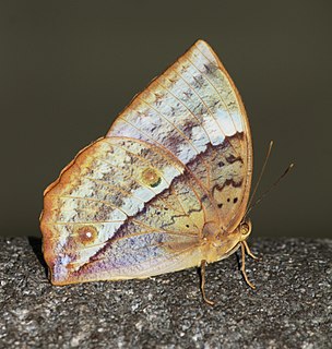 <i>Discophora lepida</i> Species of butterfly