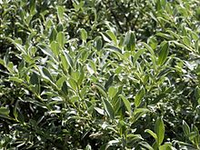 Salicaceae - Salix glaucosericea.jpg