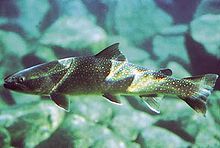 List of fish of Montana - Wikipedia
