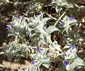 Descrição da imagem Salvia funerea 6.jpg.