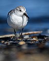 * Nomination Sanderling on Spiekeroog --Ssprmannheim 20:36, 4 June 2021 (UTC) * Promotion  Support I personally don’t prefer nominating more similar pictures, but there are rules. So… let’s pass this image. --Nefronus 22:57, 12 June 2021 (UTC)