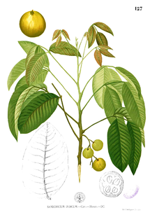 <i>Sandoricum koetjape</i> Species of tree