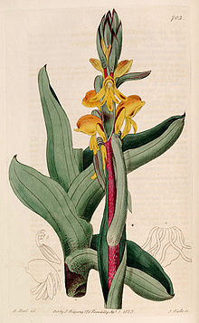 Satyrium coriifolium - бот. Reg 9 пл. 703 (1823) .jpg