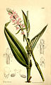Satyrium nepalense plate 6625 in: Curtis's Bot. Magazine (Orchidaceae), vol. 108, (1882)
