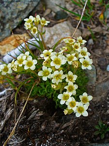 Saxifraga exarata Habitus