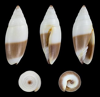 Scabricola bicolor (Swainson, 1824); length 1.9 cm; Originating from the Nacala Bay, Mozambique