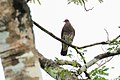 Scaled Pigeon - Darien - Panama (48444368566).jpg