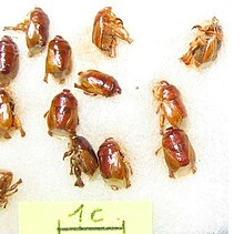 Scaptocoris kecil (orang dewasa).JPG