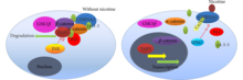 (a) Schematic model of nicotine action of YAP1.